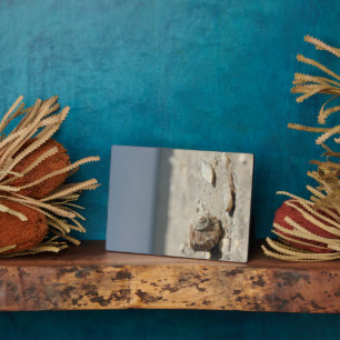 Plaque Photo Coquillages sur le sable au bord de la mer