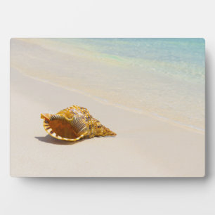 Plaque Photo Coquille De Conche Sur La Plage 3