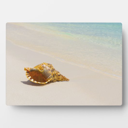 Plaque Photo Coquille De Conche Sur La Plage 3 (Devant)