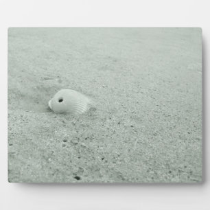 Plaque Photo Coquille De Mer Blanche Sur La Plage De Sable