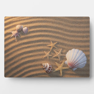 Plaque Photo Coquilles De Mer Et Éternuers