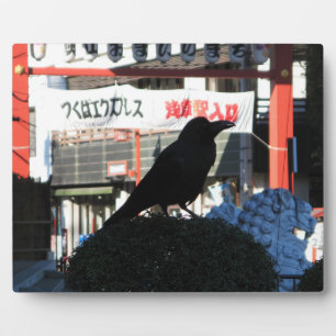 Plaque Photo Corbeau japonais