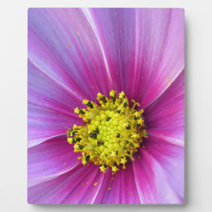 Plaque Photo Cosmos roses