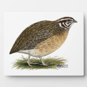 Plaque Photo Coturnix Pharaoh
