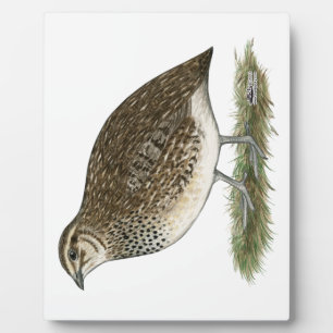 Plaque Photo Coturnix Quail