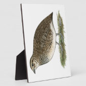 Plaque Photo Coturnix Quail (Côté)