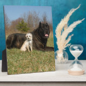 Plaque Photo Couple de chien mignon (Côté)