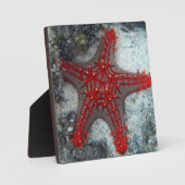 Plaque Photo Couronne D'Épines Épée Sur La Barrière De Corail (Recto)