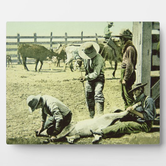 Plaque Photo Cowboys américains faisant la marque d'un veau, ve (Devant)