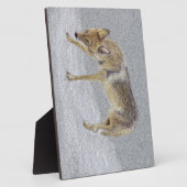 Plaque Photo Coyote (Côté)