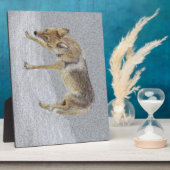 Plaque Photo Coyote (Côté)