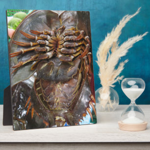 Plaque Photo Crabe à fer à cheval ... Restauration asiatique th