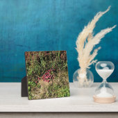 Plaque Photo Cranberry Farm, Long Beach, Washington (Insitu)