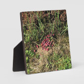 Plaque Photo Cranberry Farm, Long Beach, Washington (Recto)