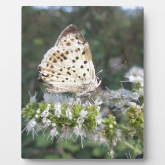 Plaque Photo Crème étonnante et papillon au chocolat