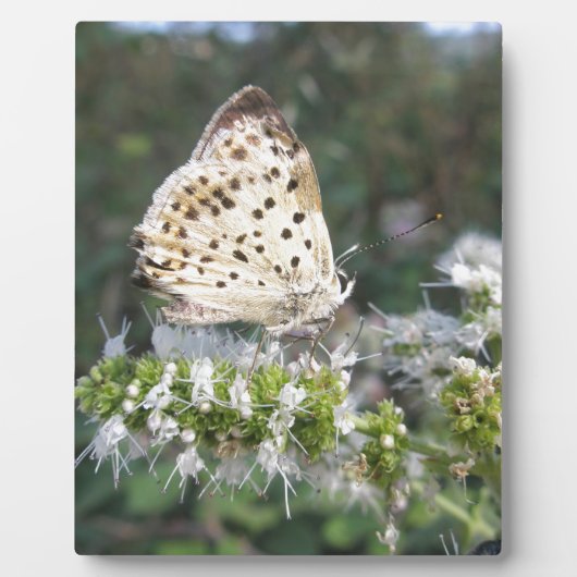 Plaque Photo Crème étonnante et papillon au chocolat (Devant)