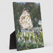 Plaque Photo Crème étonnante et papillon au chocolat (Côté)