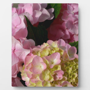 Plaque Photo Crème rose Hydrangeas jaune rose vert floral