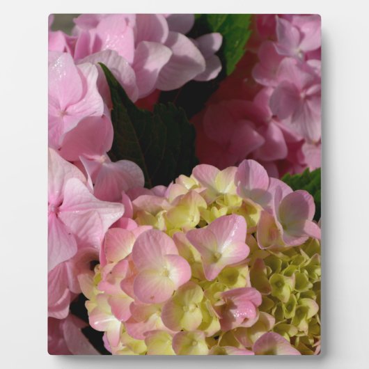 Plaque Photo Crème rose Hydrangeas jaune rose vert floral (Devant)