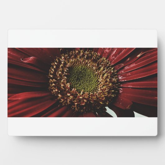 Plaque Photo Crimson Gerbera macro (Devant)