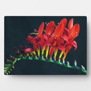 Plaque Photo Crocosomie Lucifer Montbretia Floral