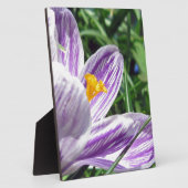 Plaque Photo Crocus violet de printemps (Côté)