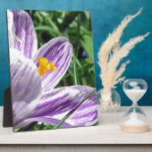 Plaque Photo Crocus violet de printemps (Côté)