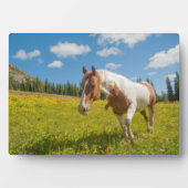 Plaque Photo Curieux Cheval dans une prairie alpine en été (Devant)