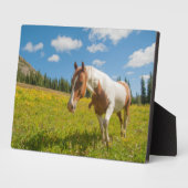 Plaque Photo Curieux Cheval dans une prairie alpine en été (Côté)