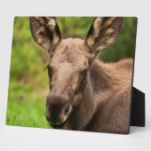 Plaque Photo Curieux orignal (Côté)