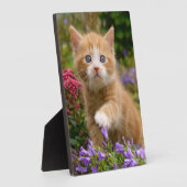 Plaque Photo Cute chaton gingembre dans un jardin (Côté)