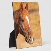 PLAQUE PHOTO CUTE HORSE (Côté)