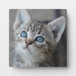 Plaque Photo Cute Kitten