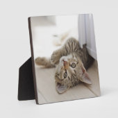 Plaque Photo Cute Little Kitten (Recto)