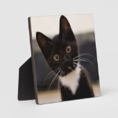 Plaque Photo Cute Noir Et Blanc Tuxedo Kitten (Recto)