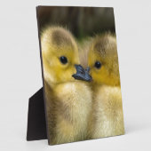 Plaque Photo Cute Yellow Fluffy Ducklings, Baby Ducks (Côté)