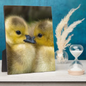 Plaque Photo Cute Yellow Fluffy Ducklings, Baby Ducks (Côté)