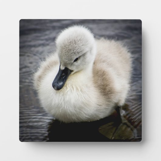 Plaque Photo Cygne bébé | Cygnet (Devant)