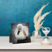 Plaque Photo Cygne bébé | Cygnet (Insitu)
