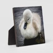 Plaque Photo Cygne bébé | Cygnet (Recto)