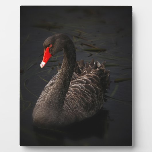 Plaque Photo Cygne noir (Devant)