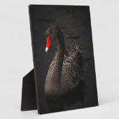 Plaque Photo Cygne noir (Côté)