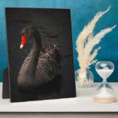 Plaque Photo Cygne noir (Côté)
