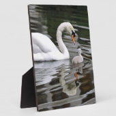 Plaque Photo Cygnes muets avec des nids sur l'eau (Côté)