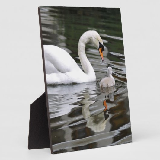 Plaque Photo Cygnes muets avec des nids sur l'eau (Côté)