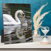 Plaque Photo Cygnes muets avec des nids sur l'eau (Côté)