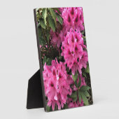 Plaque Photo Cynthia Rhododendrons, Oregon (Côté)