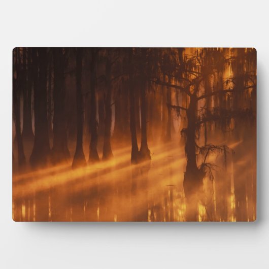 Plaque Photo Cypress Trees | Parc d'état George Smith (Devant)