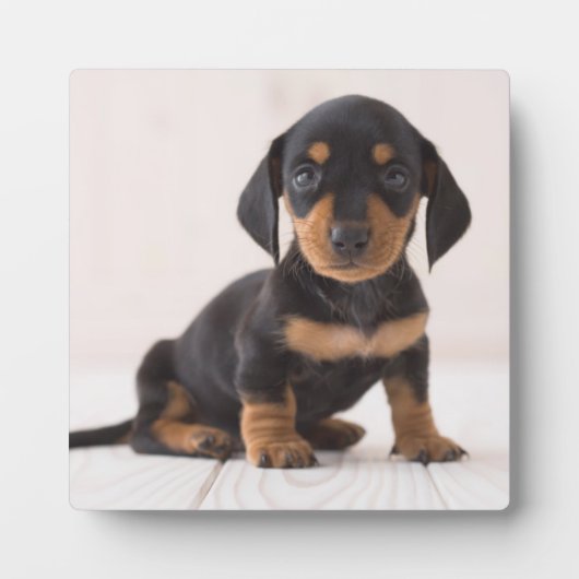 Plaque Photo Dachshund Miniature assis (Devant)