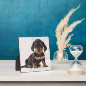 Plaque Photo Dachshund Miniature assis (Insitu)